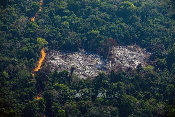 Diện tích rừng Amazon bị tàn phá trong tháng 10 lớn nhất kể từ 2015