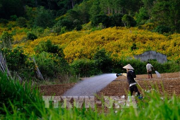 Hoa dã quỳ khoe sắc vàng ở ngoại ô Đà Lạt