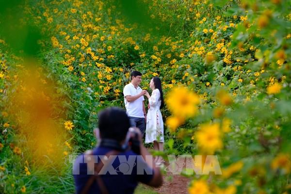 Vườn Quốc gia Ba Vì đón hơn 2 vạn du khách từ đầu mùa hoa dã quỳ