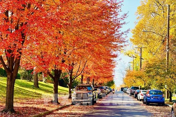 Thu vàng nước Mỹ