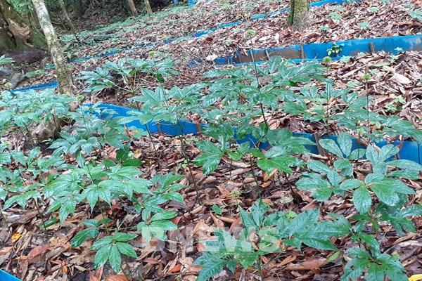 Kon Tum phấn đấu có 10.000 ha sâm Ngọc Linh vào năm 2030