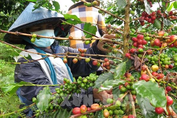 Xây dựng thương hiệu “cà phê xứ lạnh”