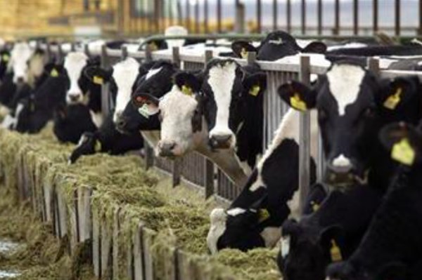 Ngành chăn nuôi Mỹ "đau đầu" vì thiếu thuốc thú y