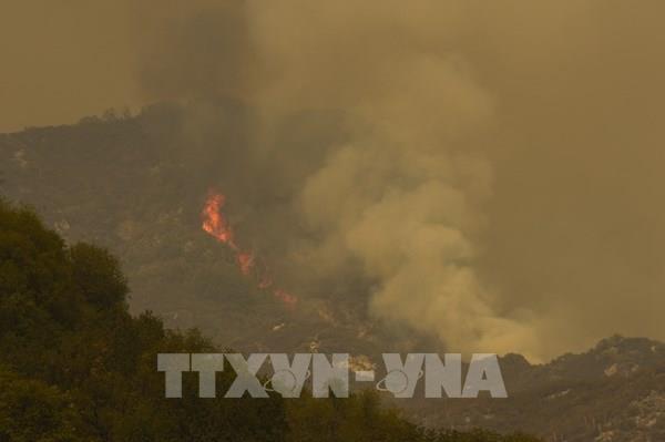 Cháy rừng ở bang California (Mỹ) làm chết hàng nghìn cây cự sam cổ thụ