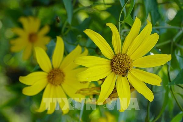 Hoa dã quỳ phủ vàng núi đồi Điện Biên