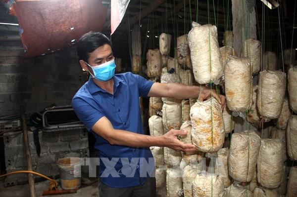 Mô hình trồng nấm an toàn cho hiệu quả kinh tế cao