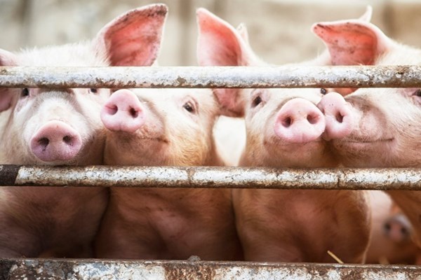 Thị trường thịt lợn thế giới tuần qua: Giá tại Trung Quốc tăng mạnh