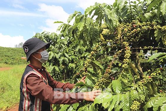 Sức sống mới trên miền đất Nam Tây Nguyên