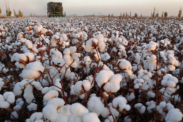 Giá nông sản thế giới chi tiết hôm nay 23/11/2021