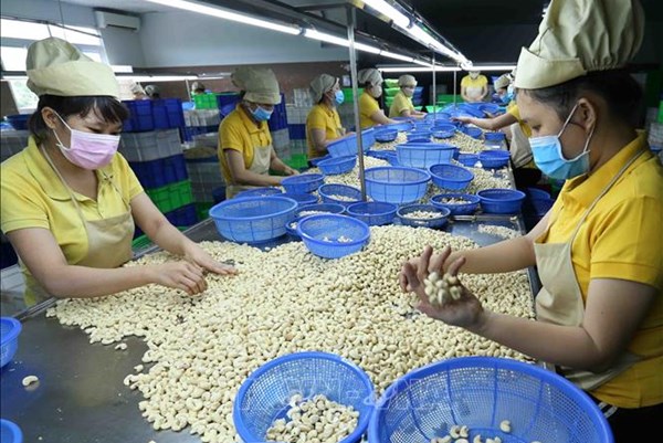Xuất khẩu hạt điều sang thị trường Đức sẽ khả quan trong năm 2022