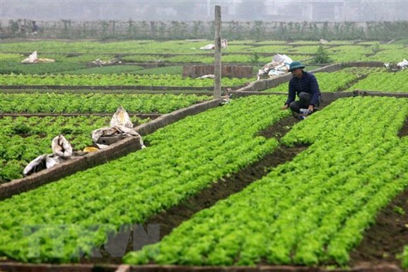 Các tỉnh phía Bắc chuyển đổi gần 18 nghìn ha cây trồng