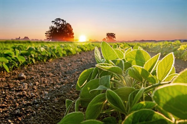 Brazil đầu tư 321 triệu USD sản xuất “diesel xanh”