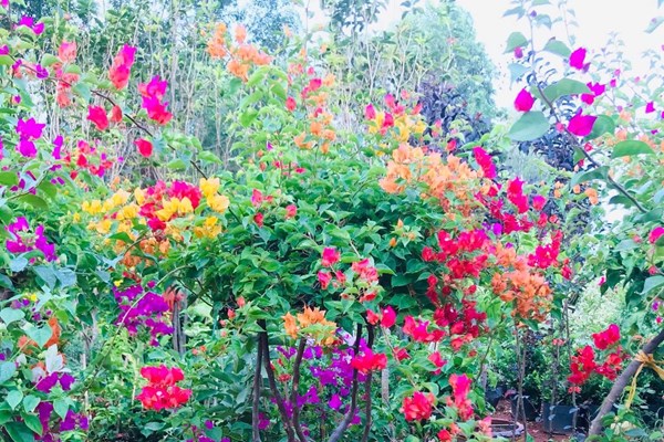 Cách trồng cây hoa giấy ngũ sắc khỏe mạnh, ra nhiều hoa cho người mới chơi