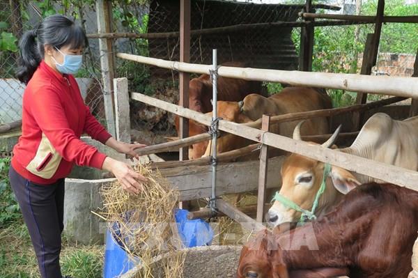 Hướng dẫn nông dân nuôi bò lai cho thu nhập ổn định