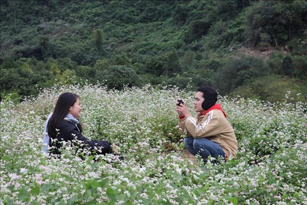 Lễ hội Hoa tam giác mạch lần đầu tiên được tổ chức bằng công nghệ số