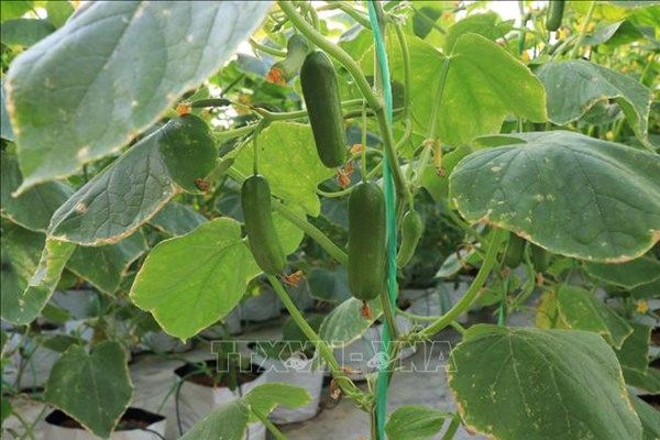 Thu nhập cao từ cây dưa chuột vụ Đông