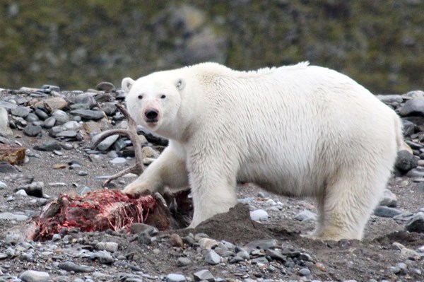 Gấu Bắc Cực thay đổi "khẩu vị" để thích ứng với tình trạng băng tan