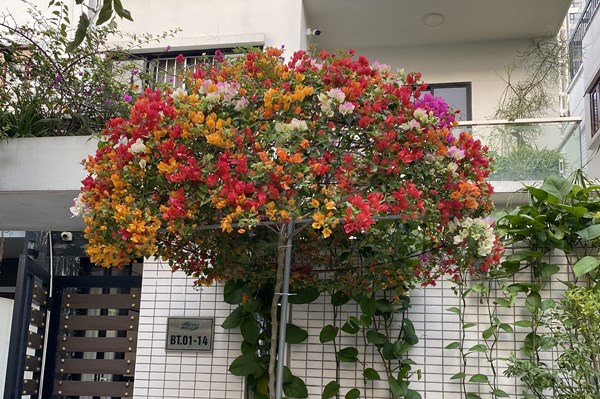 Kỹ thuật chăm sóc cây hoa giấy ngũ sắc cho người mới chơi