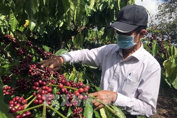 Gia tăng cơ hội xuất khẩu cà phê