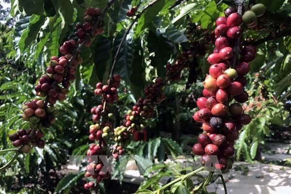 Giá cà phê nhân xô tại các tỉnh Tây nguyên giảm 500 – 600 đồng/kg