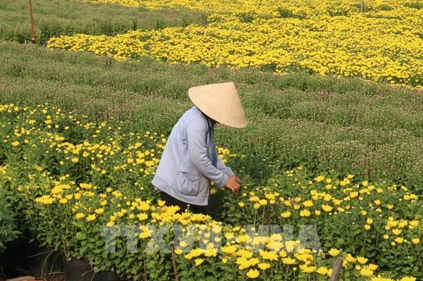 Trà Vinh dự báo thất thu vụ hoa cảnh Tết