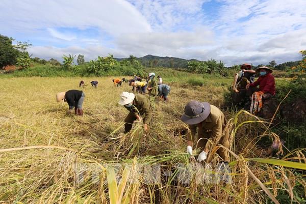 Gia Lai hỗ trợ các gia đình vùng dịch thu hoạch cà phê và lúa