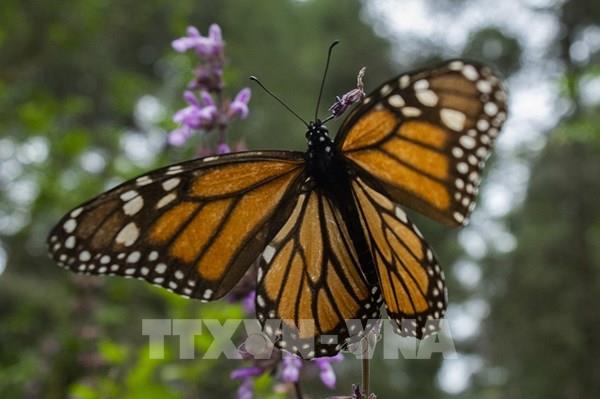 Tổng hợp sự kiện quốc tế nổi bật trong tuần qua ảnh (từ ngày 29/11 - 5/12/2021)