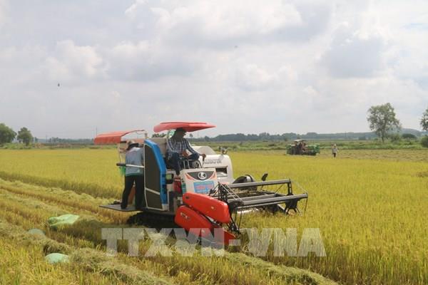 Lúa vụ Mùa tại Bà Rịa - Vũng Tàu rớt giá mạnh