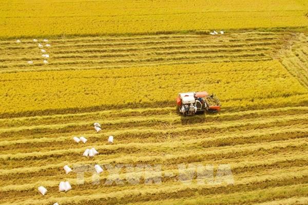 Thị trường nông sản tuần qua: Giá lúa, gạo ổn định