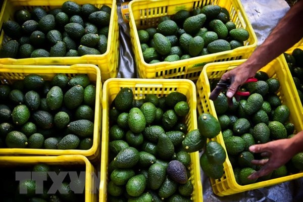 Hành trình trái bơ trở thành “vàng xanh” của Mexico