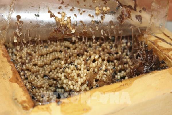 Mô hình khởi nghiệp nuôi ong dú cho hiệu quả kinh tế cao