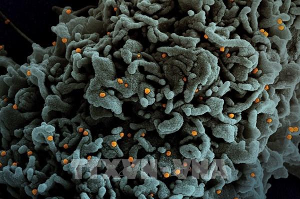 Phân tích các đột biến của biến thể Omicron