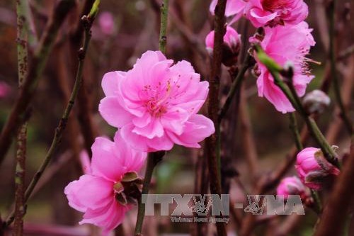 Chỉ thị của Ban Bí thư về tổ chức Tết Nhâm Dần năm 2022