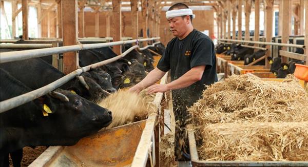 Người nuôi bò Nhật Bản có thể phải đổ sữa vì nguồn cung dư thừa
