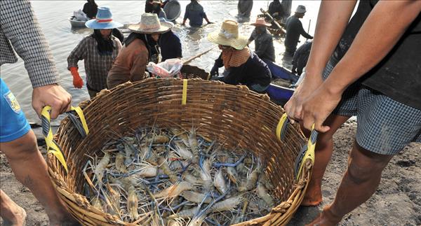 Ngành tôm Thái Lan sẽ phát triển mạnh trong năm 2022