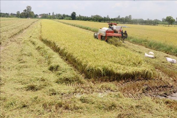 Thị trường nông sản tuần qua: Giá lúa giảm nhẹ