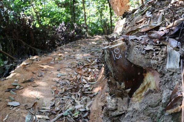 UBND tỉnh Điện Biên chỉ đạo kiểm tra vụ ngang nhiên mở đường trong rừng đặc dụng Mường Phăng