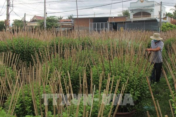 Hoa Tết "vượt bão" - Bài cuối: Để hoa luôn khoe sắc