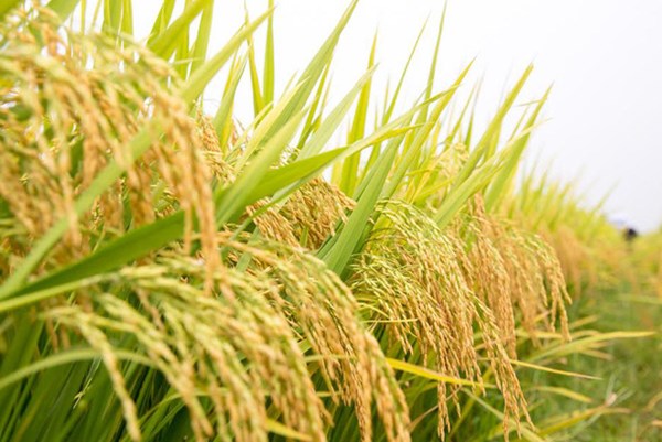 Vinaseed chia cổ tức đợt 2/2020 bằng tiền mặt 20%