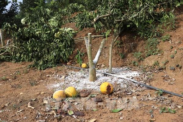 Xác minh việc vườn bưởi da xanh hóa…bưởi “dại”