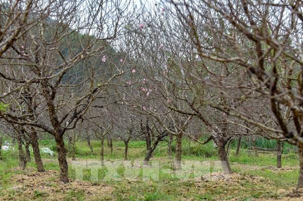 Vựa đào phai nổi tiếng “thay áo mới” đón Tết