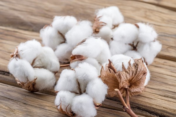 Giá nông sản chi tiết hôm nay 22/12