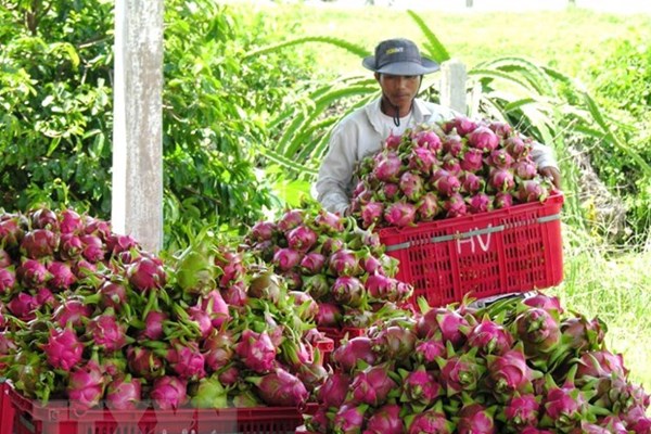 Bình Thuận mở rộng thị trường, tạo đầu ra ổn định cho trái thanh long