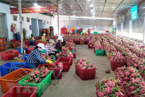 Điều tiết lượng trái cây vào vụ thu hoạch để tránh ùn ứ cửa khẩu