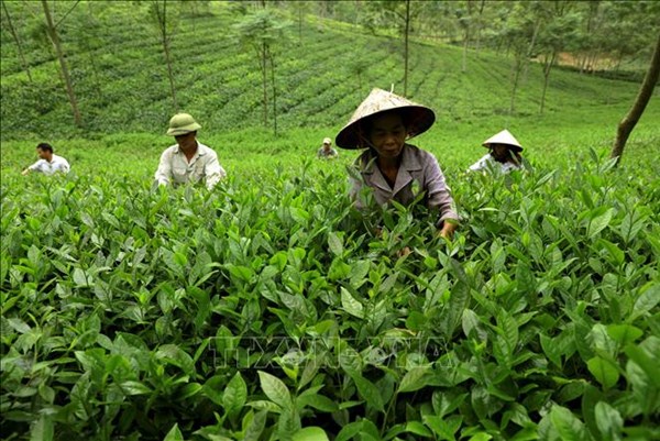 Tiếp vốn cho hộ mới thoát nghèo