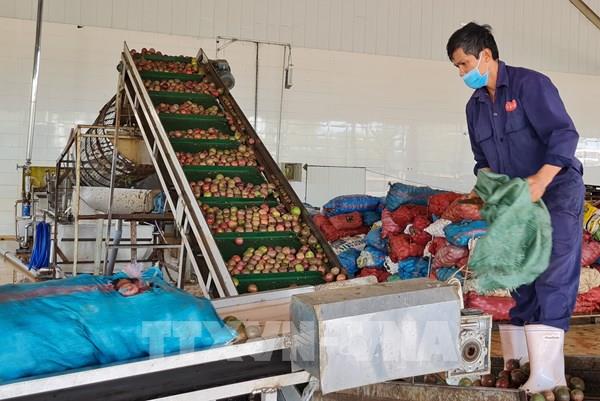 Nhiều cơ chế ưu đãi cho mặt hàng nông sản chủ lực