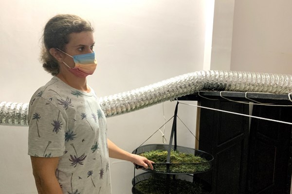 Bình Thuận: Phát hiện một người nước ngoài trồng cần sa trong nhà thuê