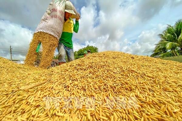 Giá lúa khu vực Đồng bằng sông Cửu Long có sự giảm nhẹ tuần qua