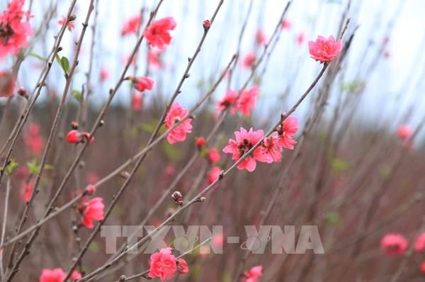 Thêm nhiều hãng hàng không cung cấp dịch vụ vận chuyển mai, đào dịp Tết 