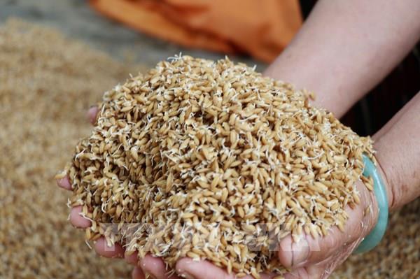 Hàng ngàn ha lúa vụ Đông Xuân vừa gieo sạ bị ngập úng